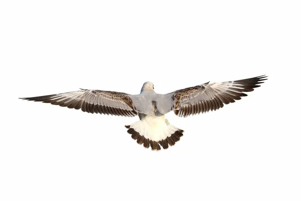 Schöne Möwe Fliegt Isoliert Auf Weißem Hintergrund — Stockfoto