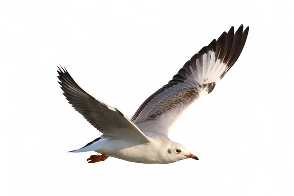 Hermosa Gaviota Volando Aislada Sobre Fondo Blanco — Foto de Stock