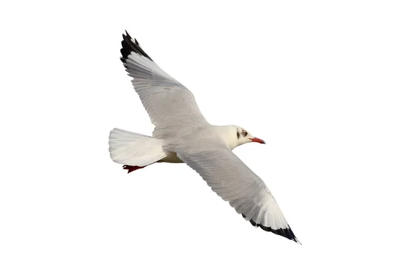Красива Чайка Літає Ізольовано Білому Тлі — стокове фото
