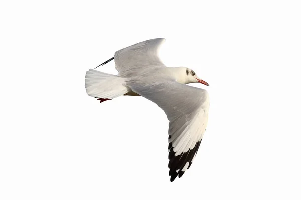 Hermosa Gaviota Volando Aislada Sobre Fondo Blanco — Foto de Stock