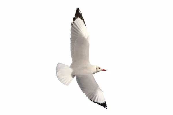 Hermosa Gaviota Volando Aislada Sobre Fondo Blanco — Foto de Stock