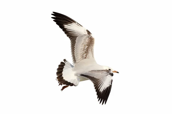 Hermosa Gaviota Volando Aislada Sobre Fondo Blanco — Foto de Stock