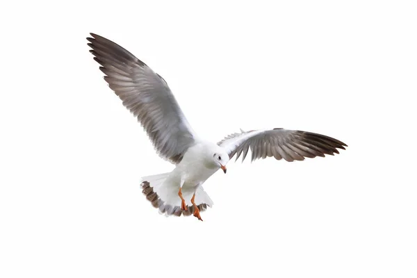 Schöne Möwe Fliegt Isoliert Auf Weißem Hintergrund — Stockfoto