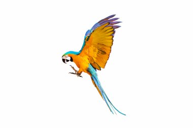 Renkli mavi ve altın renkli papağanlar beyaz arka planda yalnız uçuyor..