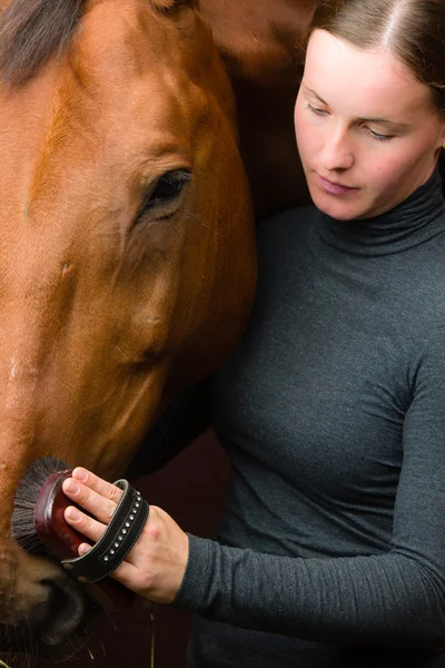 Grooming horse — Stock Photo, Image