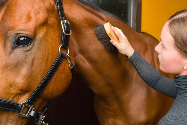 Grooming häst — Stockfoto