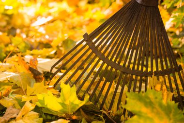 Rake and leafs clipart