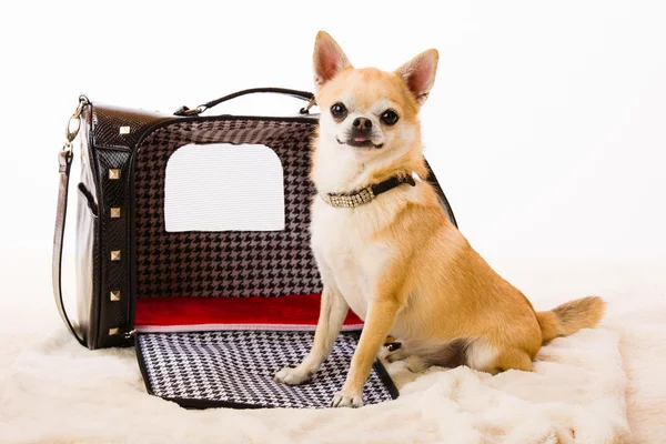 Hund och väska — Stockfoto