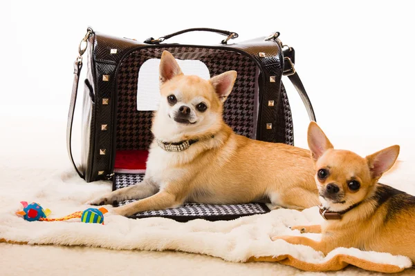 Dogs and bag — Stock Photo, Image