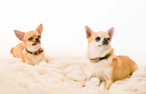 Twee chihuahuas — Stockfoto