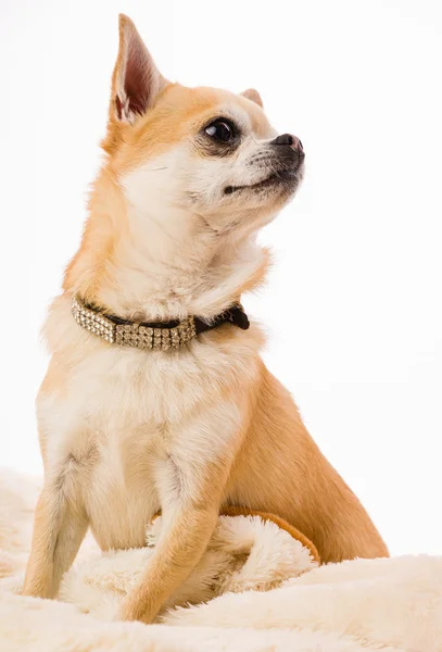 Chihuahua — Stockfoto