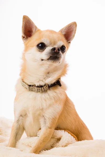 Chihuahua — Stockfoto