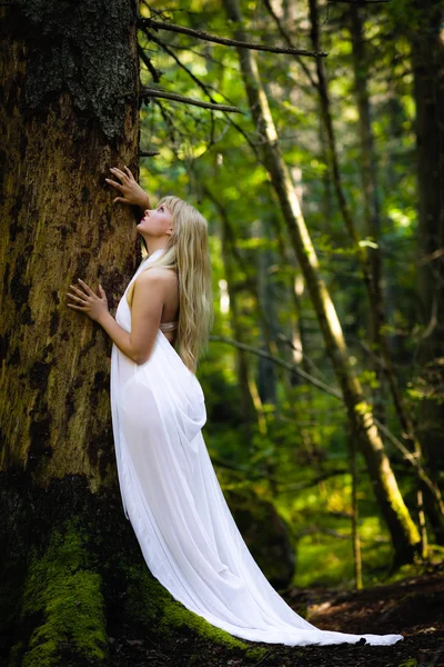 Woman and old spruce — Stock Photo, Image