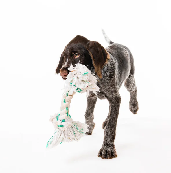 A brincar aos cachorros — Fotografia de Stock