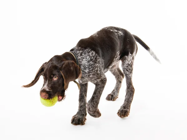 Spelen pup — Stockfoto