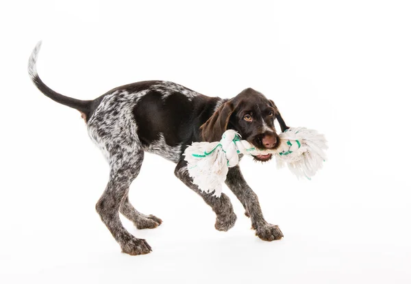 Playing puppy Royalty Free Stock Photos