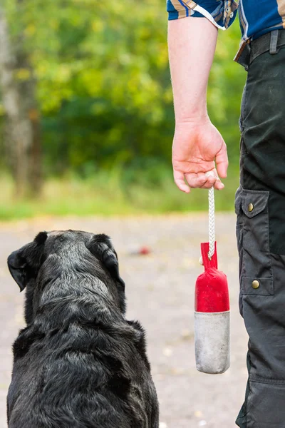 Retriever and dummy — Stock Photo, Image