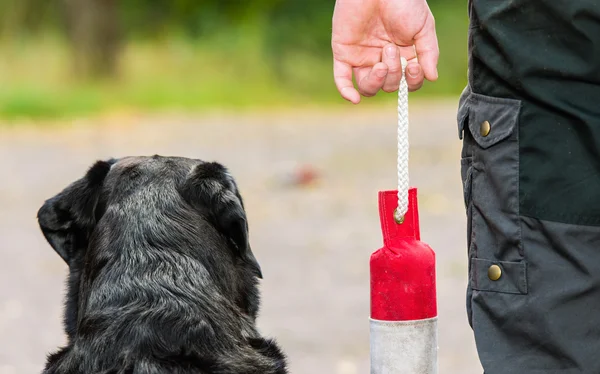 Retriever e boneco — Fotografia de Stock