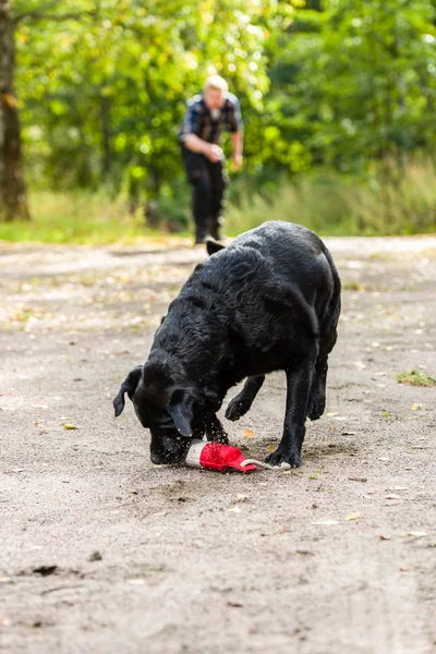 Labrador retrívr — Stock fotografie