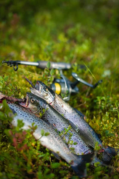 Three trout — Stock Photo, Image