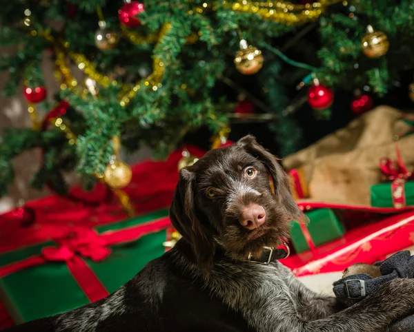 Cucciolo e albero di Natale — Foto Stock