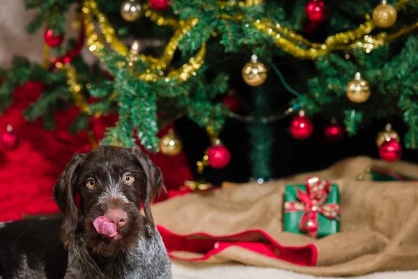 Cucciolo e albero di Natale — Foto Stock