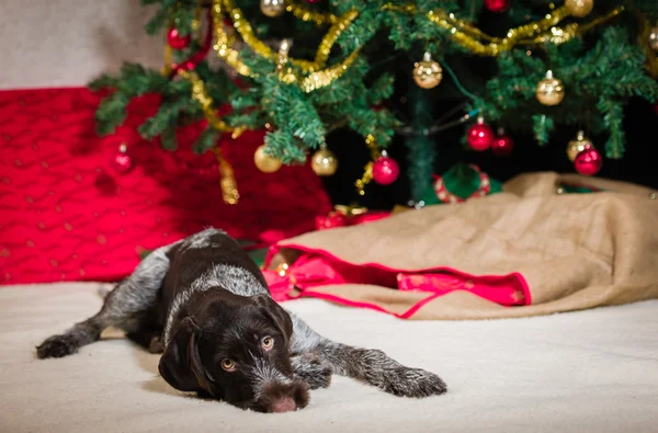 Cachorrinho e árvore de Natal — Fotografia de Stock