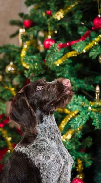 Cachorrinho e árvore de Natal — Fotografia de Stock