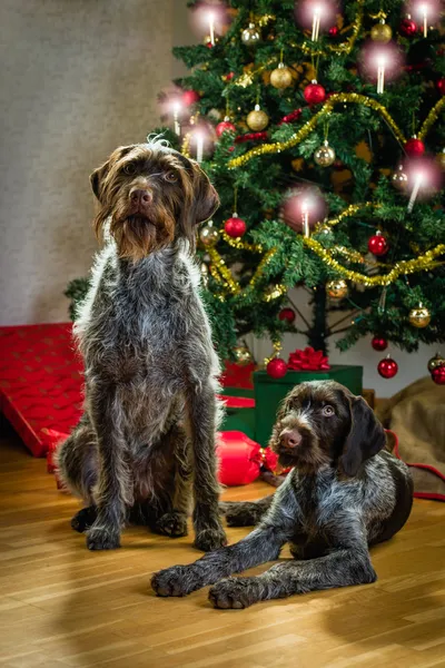 Cães e Natal — Fotografia de Stock