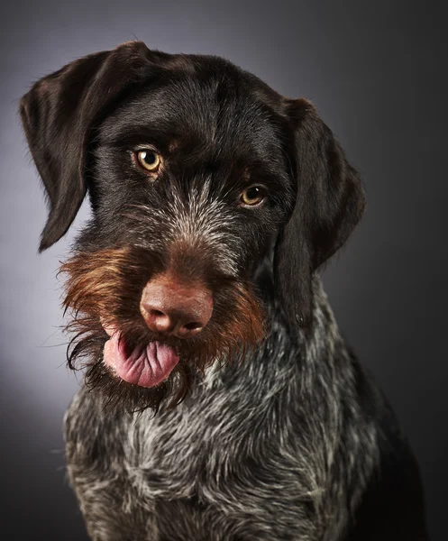 Deutscher Drahthaar-Zeiger — Stockfoto