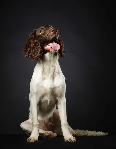 Fungerande engelsk springer spaniel — Stockfoto