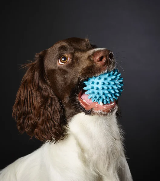 工作英国史宾格犬 — 图库照片