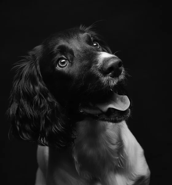 Trabalhando Inglês Springer Spaniel — Fotografia de Stock