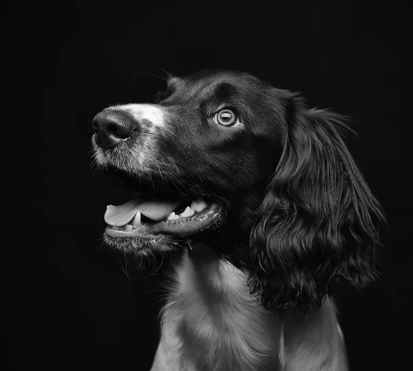 工作英国史宾格犬 — 图库照片