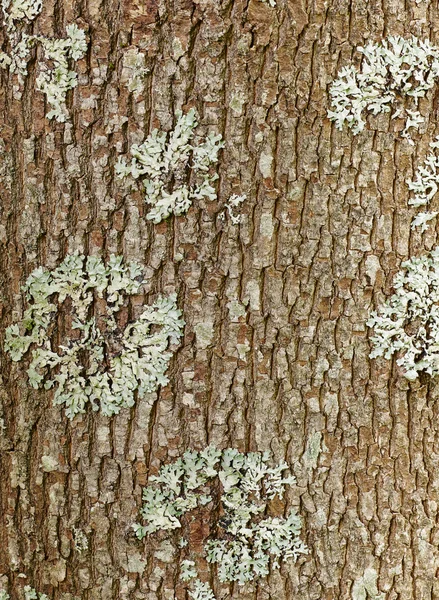 Corteza de árbol —  Fotos de Stock