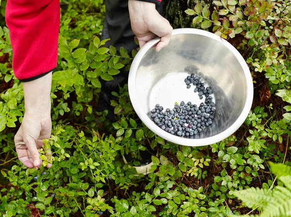 Woman pick up blueberries — Stock Photo, Image