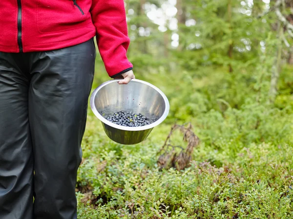 Woman pick up blueberries — Stock Photo, Image