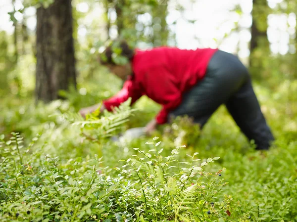 Frau pflückt Blaubeeren — Stockfoto