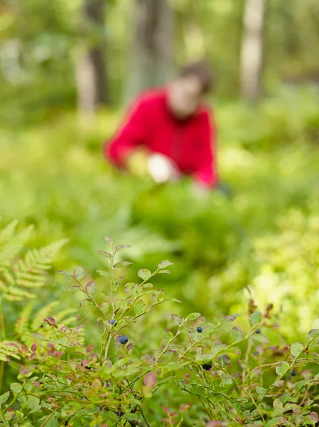 Frau pflückt Blaubeeren — Stockfoto