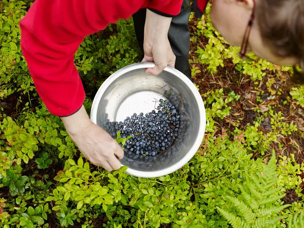 Woman pick up blueberries
