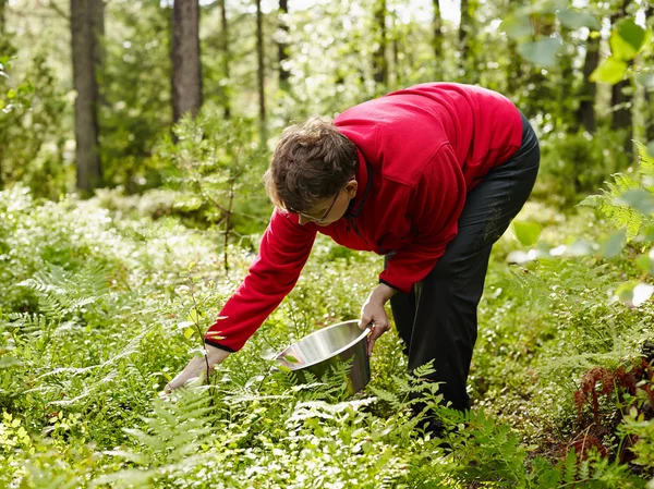 Frau pflückt Blaubeeren — Stockfoto