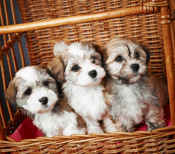 Cachorros havanese de Bichon — Fotografia de Stock