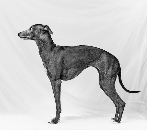 Italienischer Windhund — Stockfoto