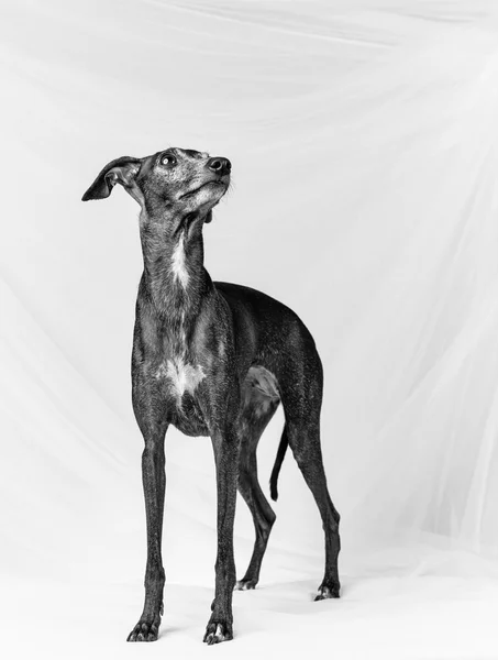 Italienischer Windhund — Stockfoto