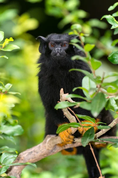 Tamarín de manos rojas - (Saguinus midas ) — Foto de Stock