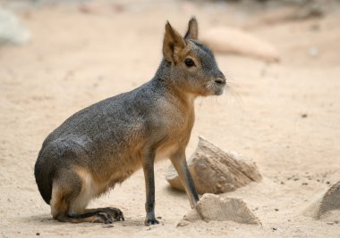 Patagonya mara - (Dolichotis patagonum)