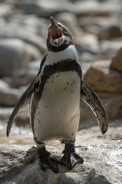 Pinguim-de-humboldt - (Spheniscus humboldti ) — Fotografia de Stock