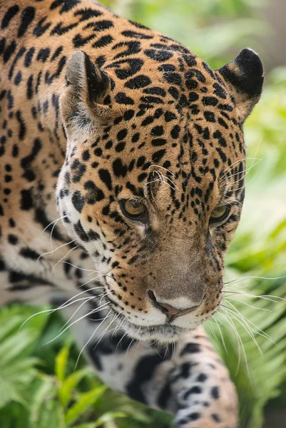 Jaguar - (Panthera onca) Immagini Stock Royalty Free