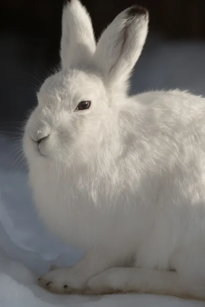 White mountain hare - (Lepus timidus) — Zdjęcie stockowe