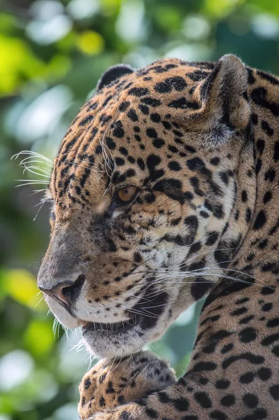 Męski jaguar - (Panthera onca) — Zdjęcie stockowe